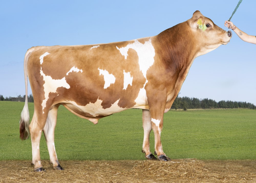 A bull standing in a field